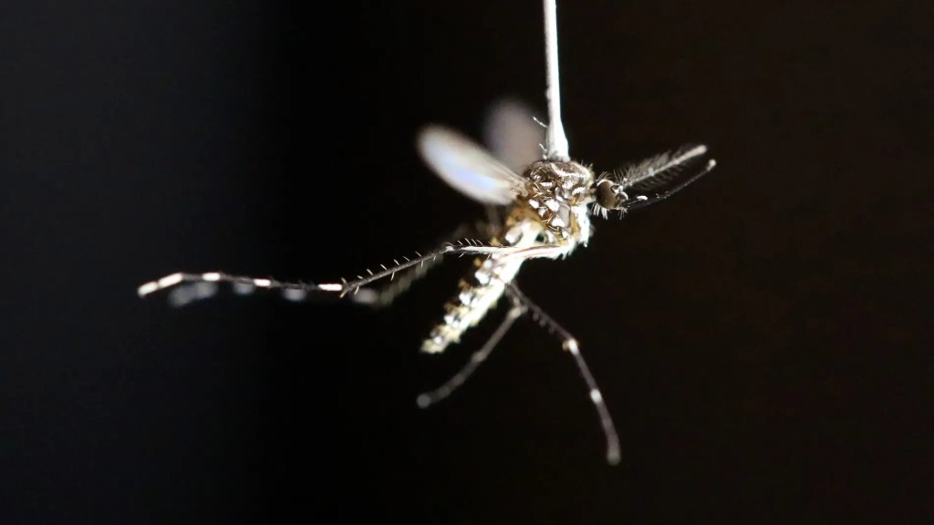 Mosquitos genéticamente modificados: Una esperanza para inmunizar contra la malaria