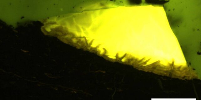 Ámbar en la Antártida: Evidencia de una selva tropical prehistórica en el Polo Sur