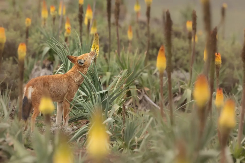 ¿Los lobos polinizan? Por primera vez se observa a depredadores sorbiendo nectar