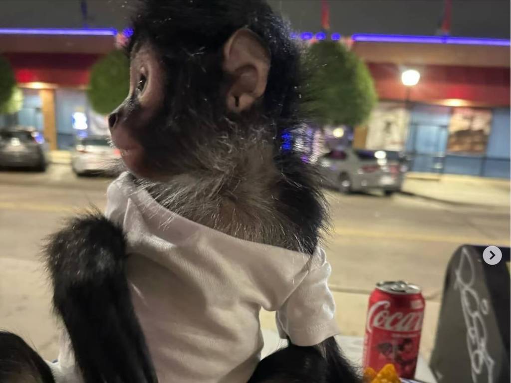 Otro caso: Influencer de Texas lucha por recuperar a su mono araña 2 Otro caso: Influencer de Texas lucha por recuperar a su mono araña