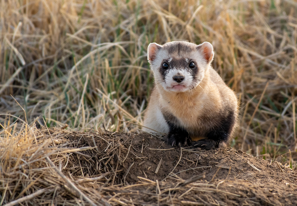 Un hurón de patas negras clonado hace historia al dar a luz 2 Un hurón de patas negras clonado hace historia al dar a luz