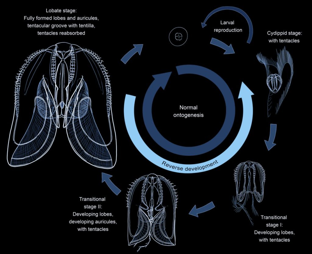 Descubren a una criatura marina que puede revertir el envejecimiento