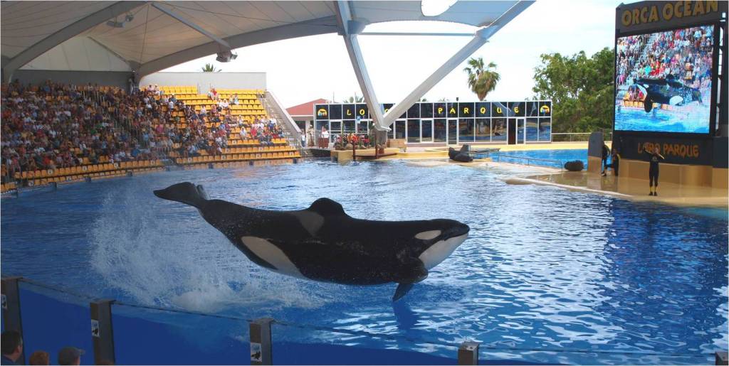 Falleció Keto, la orca que saltó a la fama por provocar la muerte de su entrenador 3 Falleció Keto, la orca que saltó a la fama por provocar el fallecimiento de su entrenador
