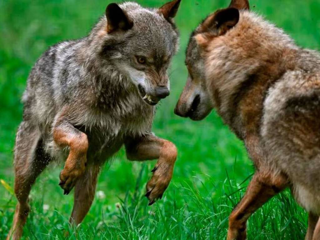 El mito del Macho Alfa: Cómo 50 años de malentendidos moldearon nuestra percepción de los lobos