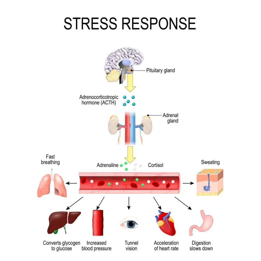 Protocolo de Andrew Huberman: Cómo reparar un cerebro saturado de dopamina