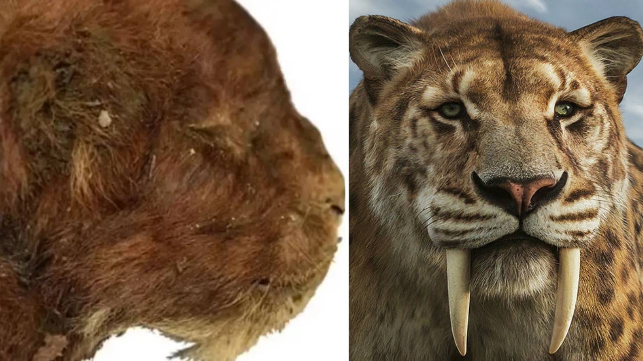 Por primera vez: encuentran a un gato dientes de sable cachorro momificado de 35.000 años en el permafrost