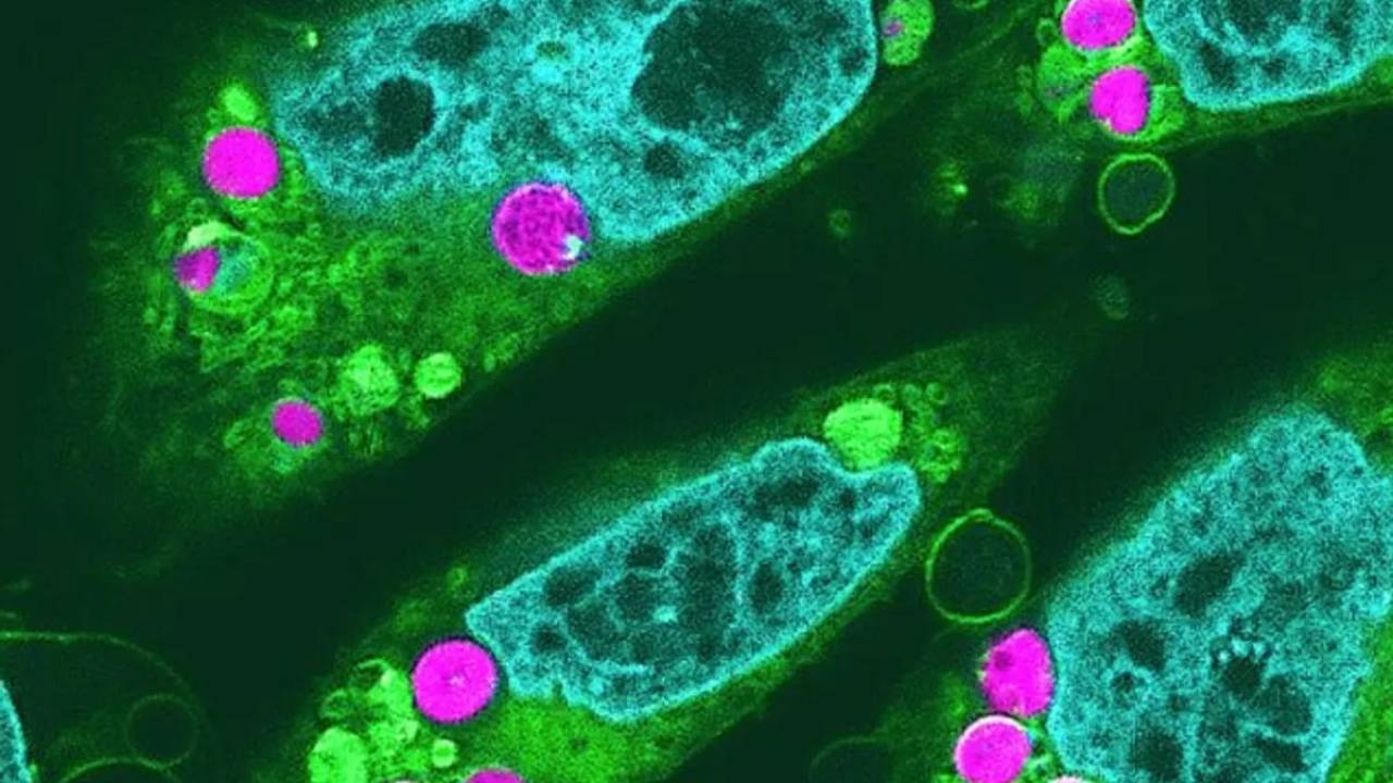 Por primera vez se logra la fotosíntesis en células animales