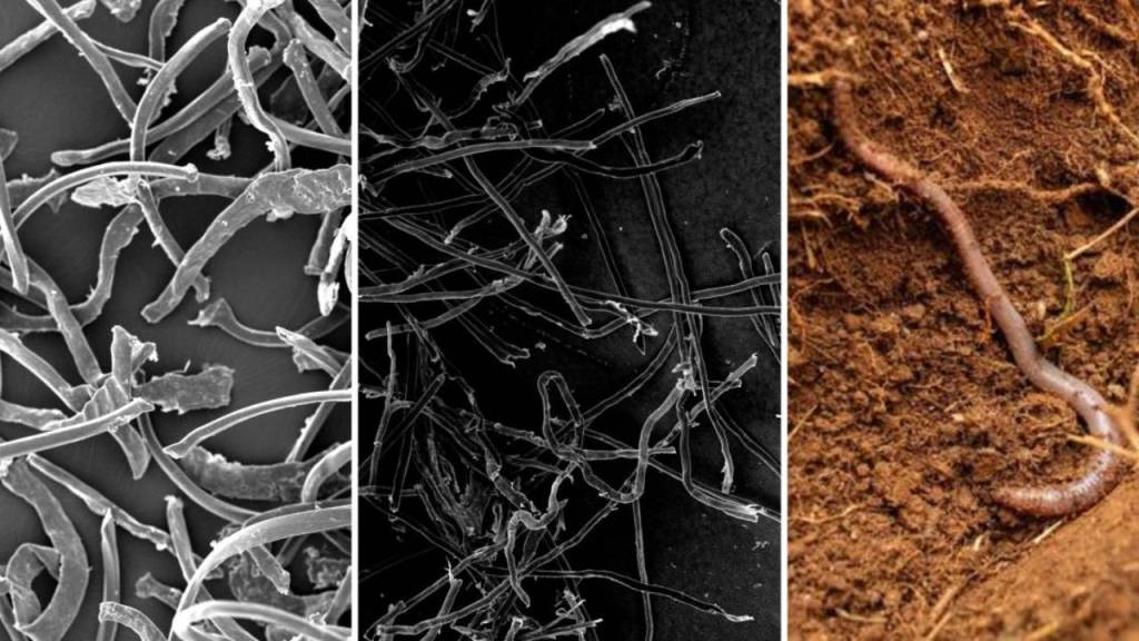 ¿Las fibras ecológicas son realmente más seguras que los plásticos? Un estudio revela una preocupante realidad