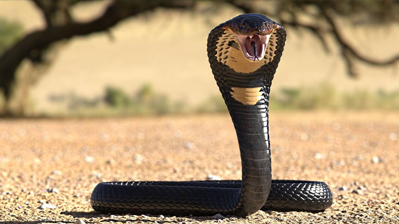 Cobra real: el enigma de 188 años que finalmente ha sido resuelto