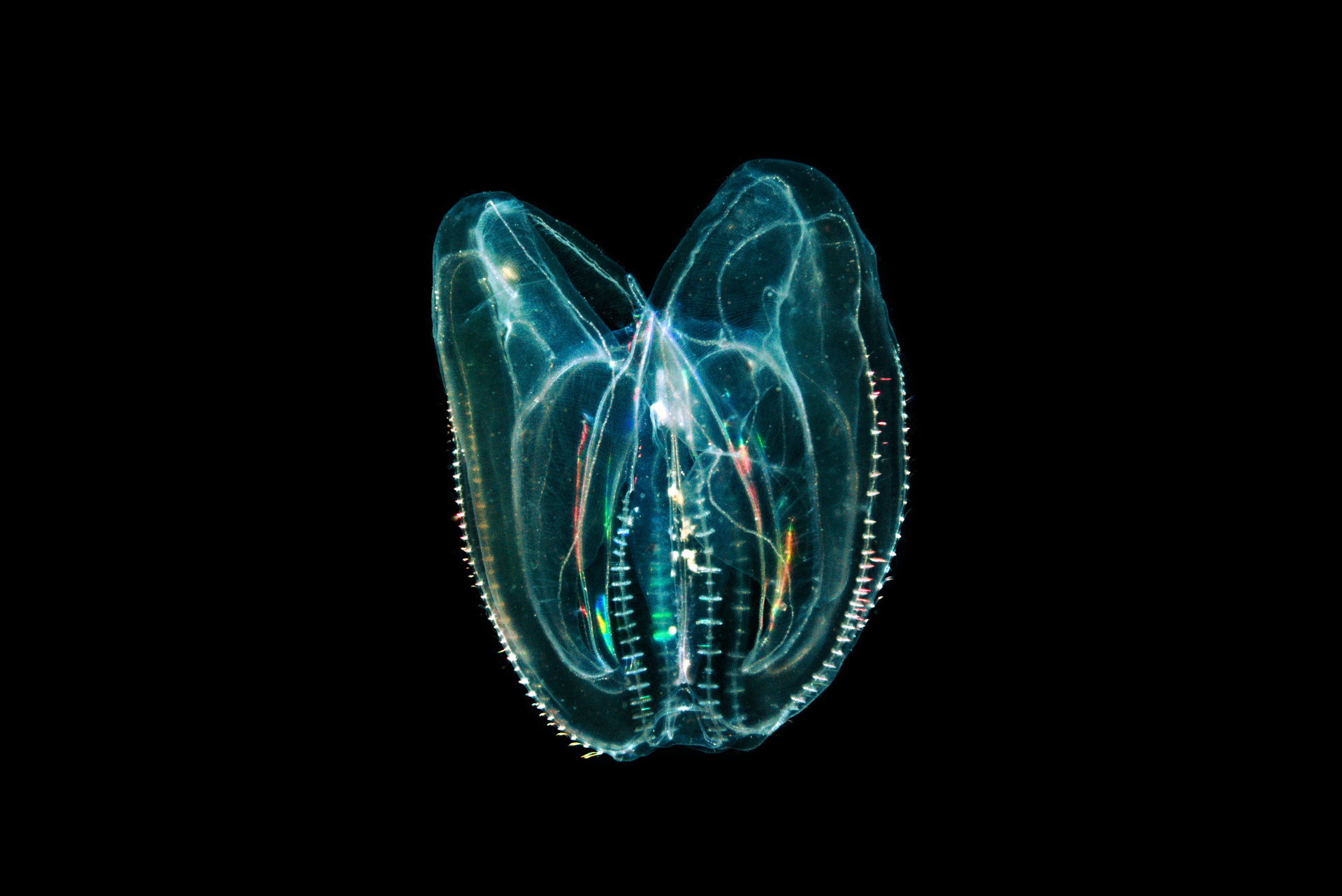 Descubren a una criatura marina que puede revertir el envejecimiento