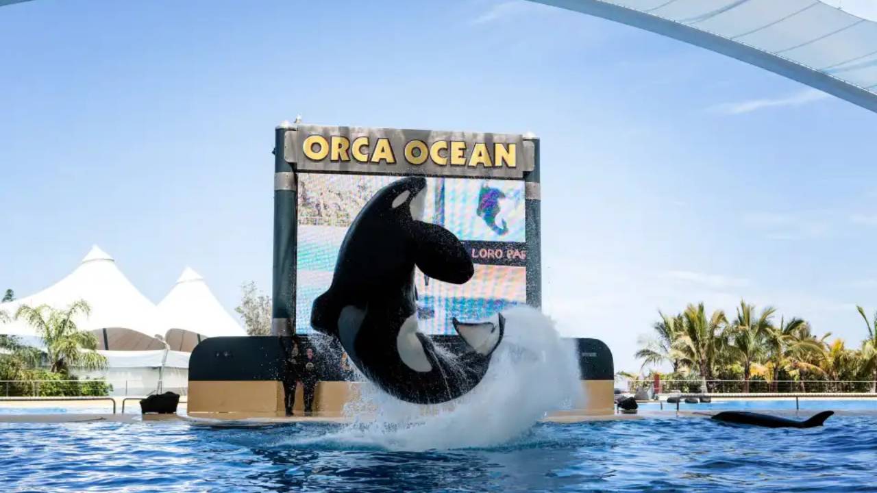 Falleció Keto, la orca que saltó a la fama por provocar el fallecimiento de su entrenador
