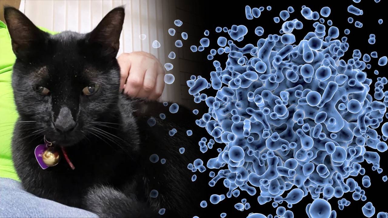Un gato descubre accidentalmente un nuevo y exótico virus