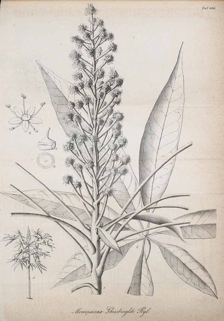 Encuentran fósil de una “planta alienígena” que no pertenece a ninguna especie terrestre