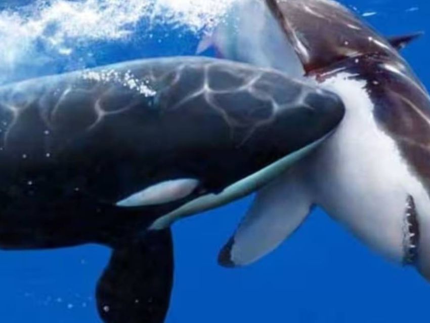 Dos depredadores provocan que los grandes tiburones blancos abandonen su hábitat por miedo 3 Dos depredadores provocan que los grandes tiburones blancos abandonen su hábitat por miedo