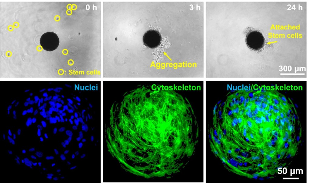 Desarrollan microrobots que reducen tumores en nuevo estudio