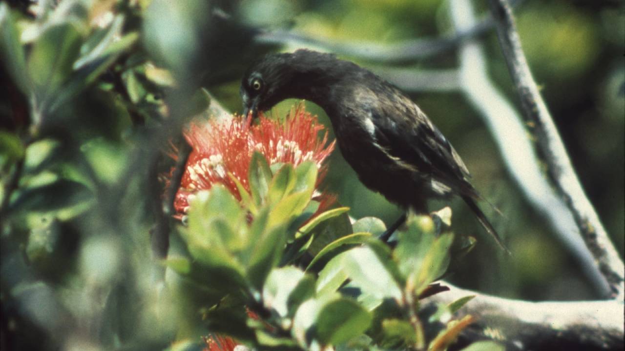 Listen to the Last Song of the Kauaʻi ʻōʻō