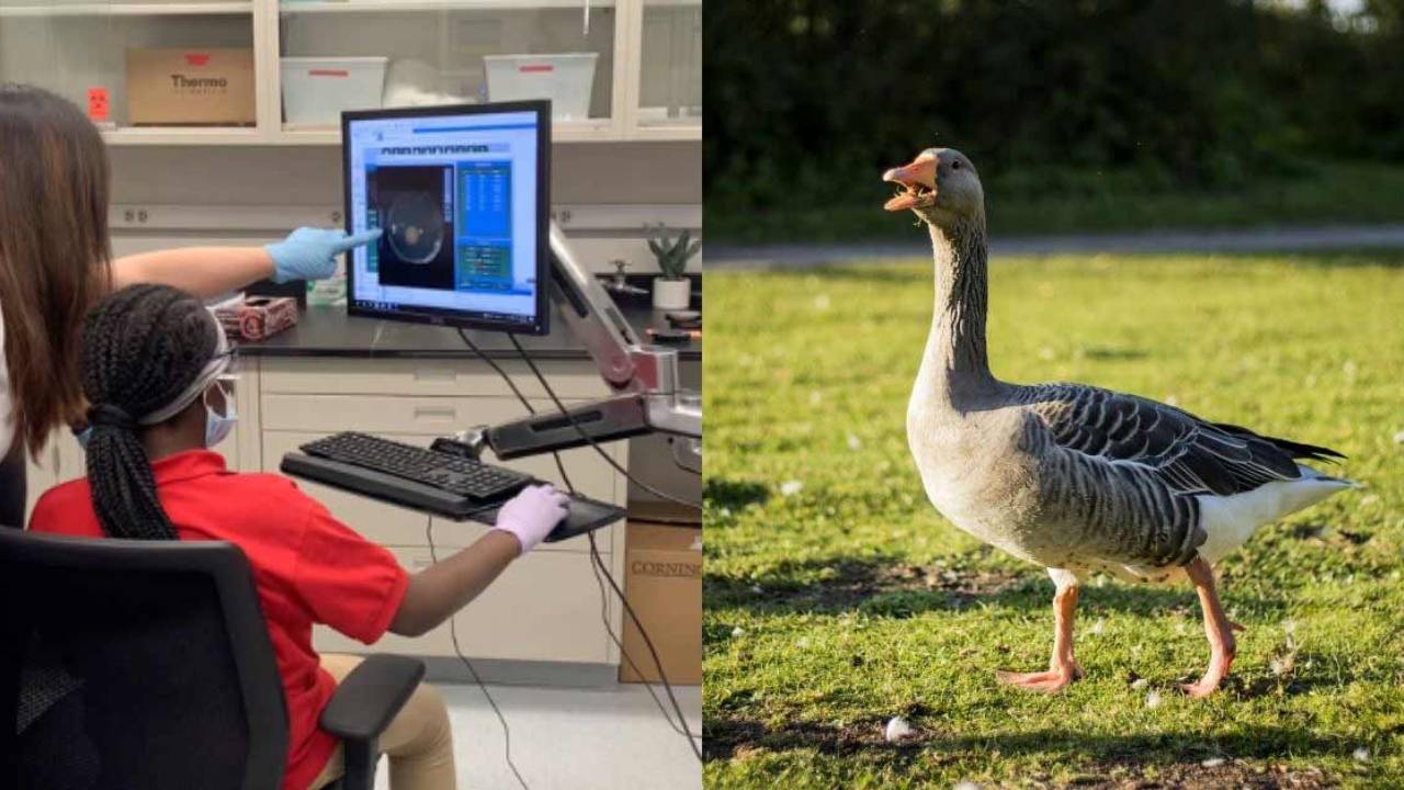 Estudiantes de secundaria descubre un compuesto que retarda el Cáncer en el excremento de los gansos