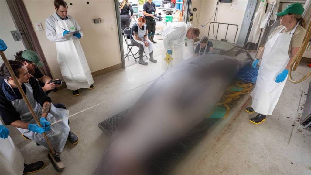 La misteriosa ballena de dientes de pala tiene nueve estómagos y muelas de juicio