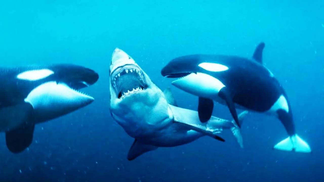 Dos depredadores provocan que los grandes tiburones blancos abandonen su hábitat por miedo