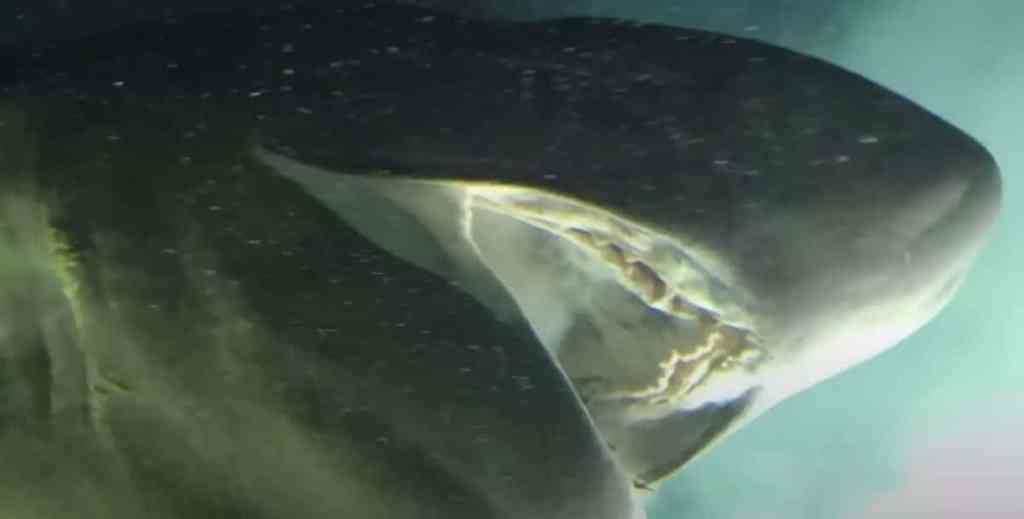 Usuarios atónitos con las imágenes de una criatura prehistórica marina que parece sacada de una película de ciencia ficción 1 Usuarios atónitos con las imágenes de una criatura prehistórica marina que parece sacada de una película de ciencia ficción