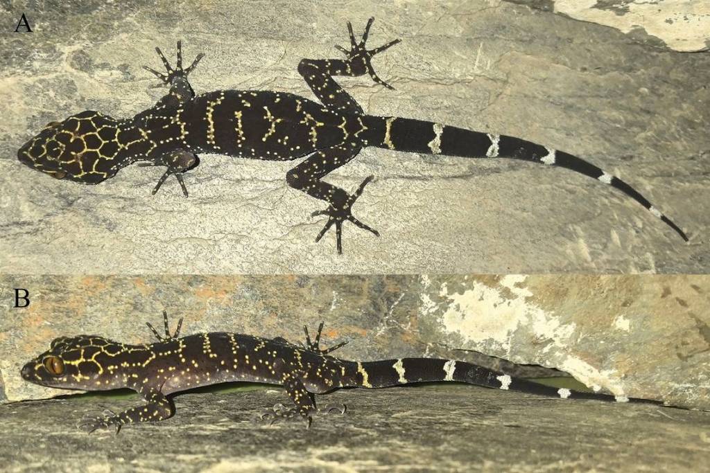 Descubren una criatura de gran tamaño acechando una casa abandonada en China: se trata de una nueva especie