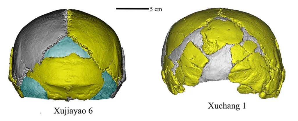 Fósiles en China podrían añadir una nueva rama al árbol genealógico humano 2 Xujiayao es un sitio en el norte de China donde los científicos encontraron 21 fósiles de homínidos en la década de 1970 que ahora se cree que pertenecen a una especie humana previamente desconocida.