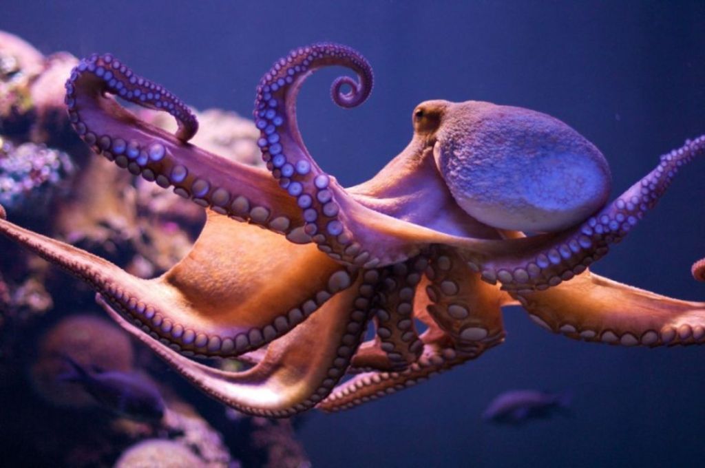 ¿Qué animal reemplazará a los humanos como especie dominante de la Tierra? Este científico tiene una idea 3 ¿Qué animal reemplazará a los humanos como especie dominante de la Tierra? Este científico tiene una idea