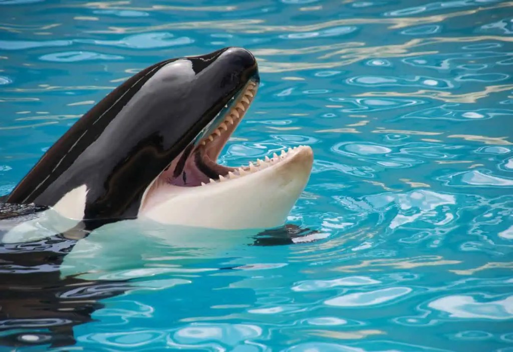 Espeluznante grabación de orcas imitando el habla humano causa terror