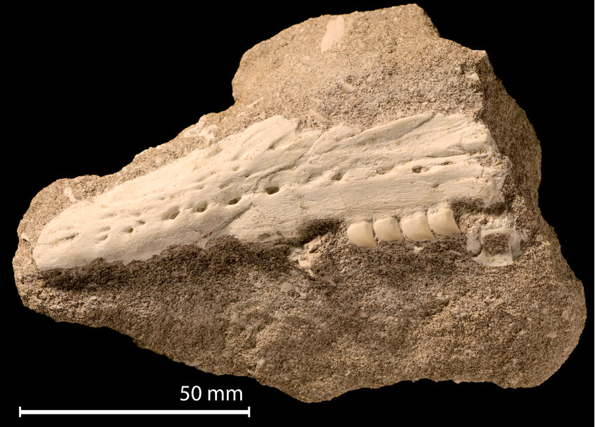 Alerta Roja por el hallazgo de un monstruo marino en Marruecos