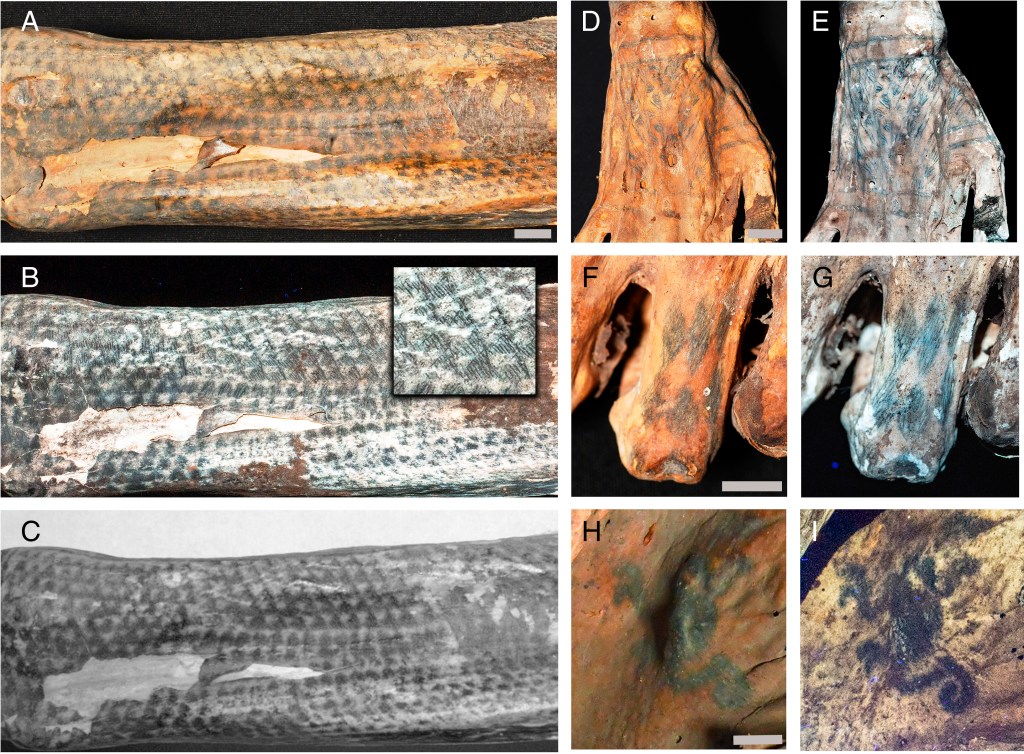 Láseres revelan tatuajes ultrafinos en momias de 1.200 años en Perú
