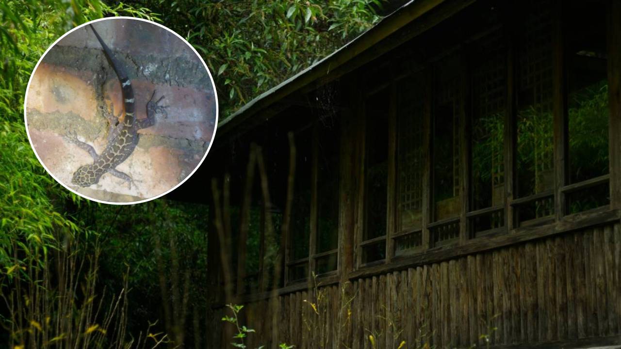 Descubren una criatura de gran tamaño acechando una casa abandonada en China: se trata de una nueva especie
