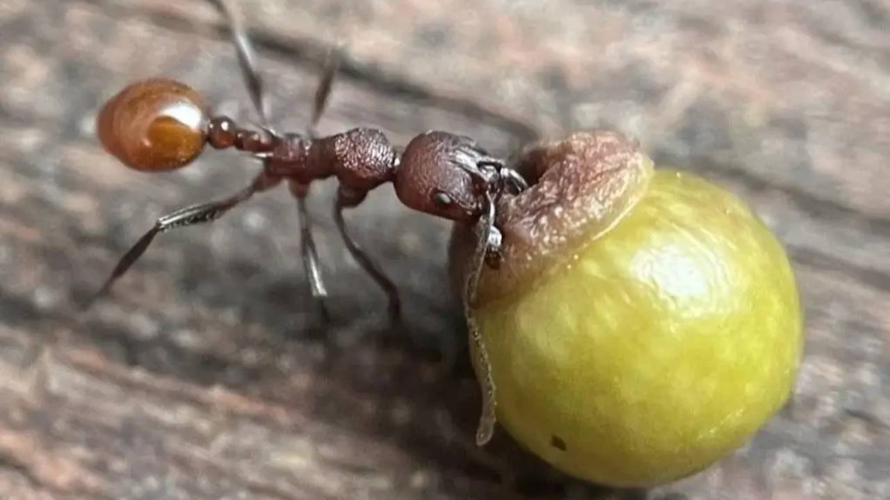 Un niño de 8 años puso de cabeza 100 años de investigación sobre insectos y plantas
