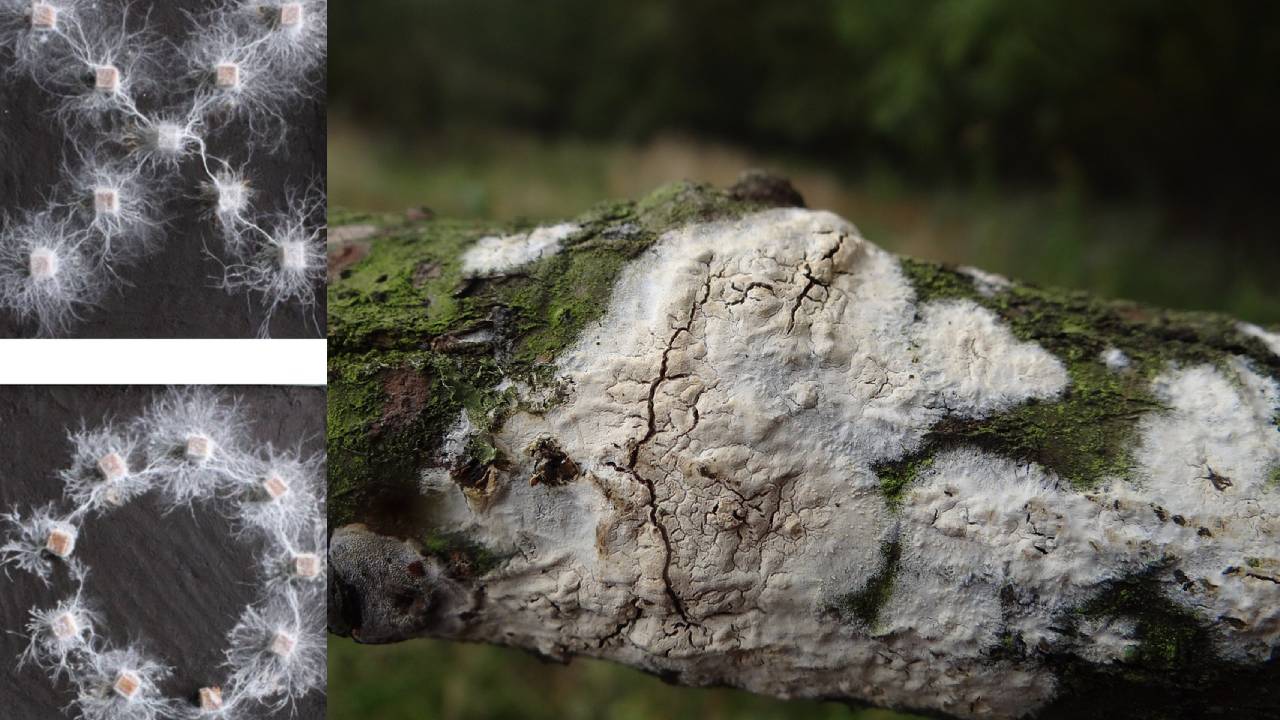 Hongo muestra capacidad de reconocer formas en un estudio sorprendente