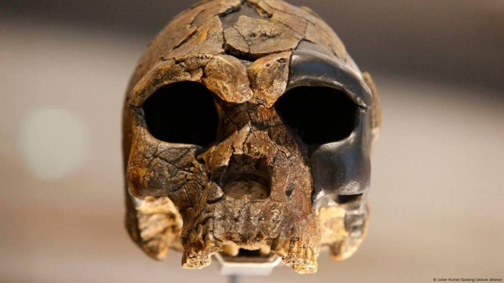 Fósiles en China podrían añadir una nueva rama al árbol genealógico humano