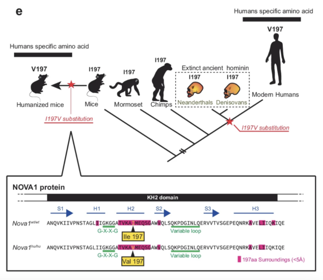 Científicos introducen un gen del lenguaje humano en ratones de laboratorio y cambian su voz 1 Científicos introducen un gen del lenguaje humano en ratones de laboratorio y cambian su voz