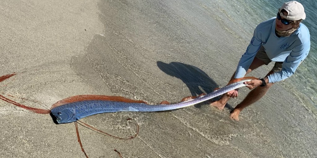 Pez remo aparece en playa mexicana y desata pánico en las redes sociales