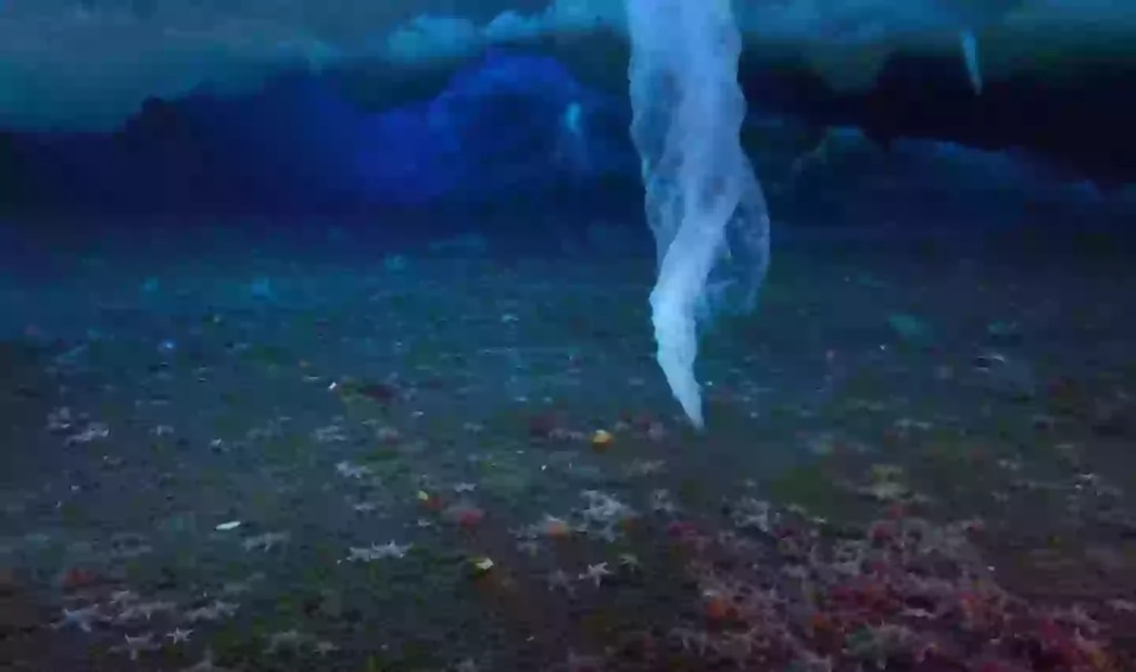 El dedo de la muerte: El fenómeno letal que congela la vida marina 1 El dedo de la muerte: El fenómeno letal que congela la vida marina