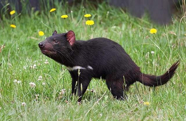 El Demonio de Tasmania regresa tres mil años después 1 El Demonio de Tasmania regresa tres mil años después