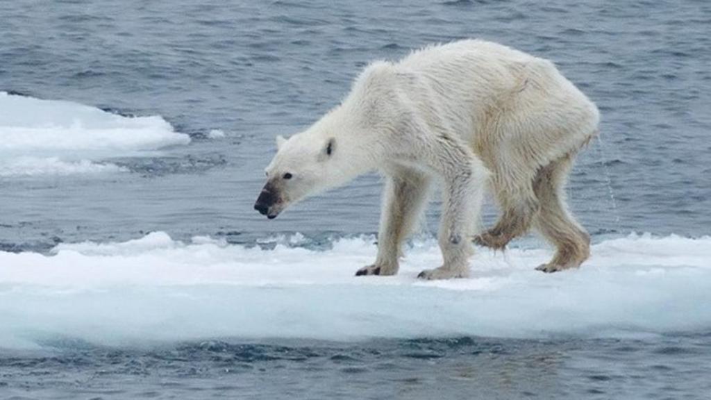 El deshielo del Ártico deja en la puerta de la extinción al oso polar, revela estudio 1 El deshielo del Ártico deja en la puerta de la extinción al oso polar, revela estudio