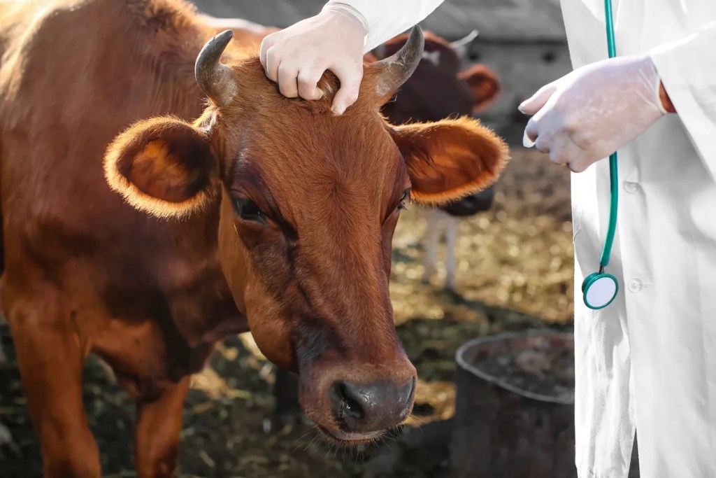 La gripe aviar se propaga silenciosamente: Un estudio revela casos no detectados