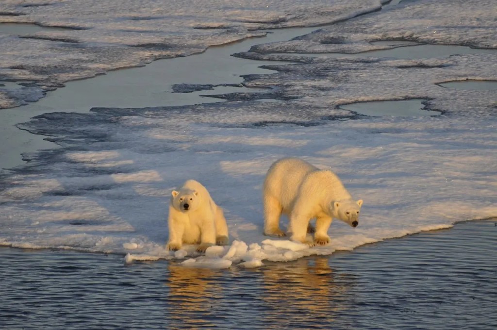 El deshielo del Ártico deja en la puerta de la extinción al oso polar, revela estudio 2 El deshielo del Ártico deja en la puerta de la extinción al oso polar, revela estudio