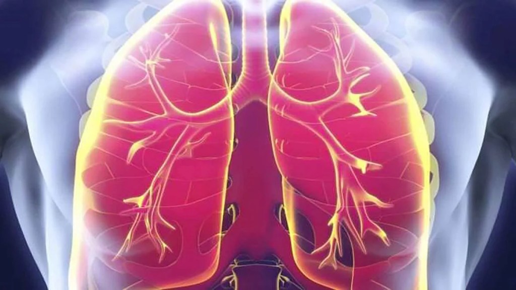Los pulmones demuestran tener otra sorprendente función: producir sangre