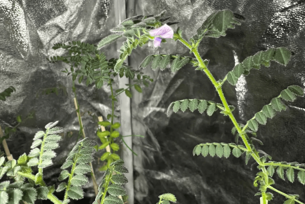 Hacen crecer plantas de garbanzos en suelo lunar gracias a lombrices