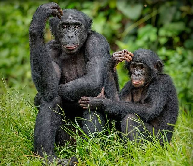 Los bonobos pueden saber cuando un humano ignora algo y guiarlos