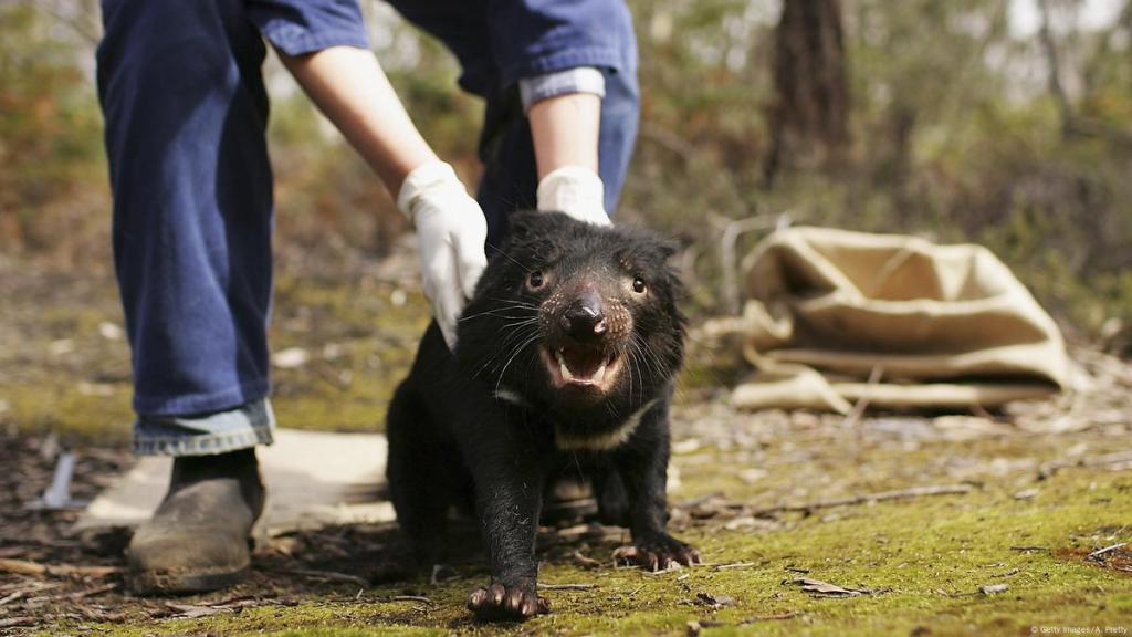 El Demonio de Tasmania regresa tres mil años después 3 El Demonio de Tasmania regresa tres mil años después