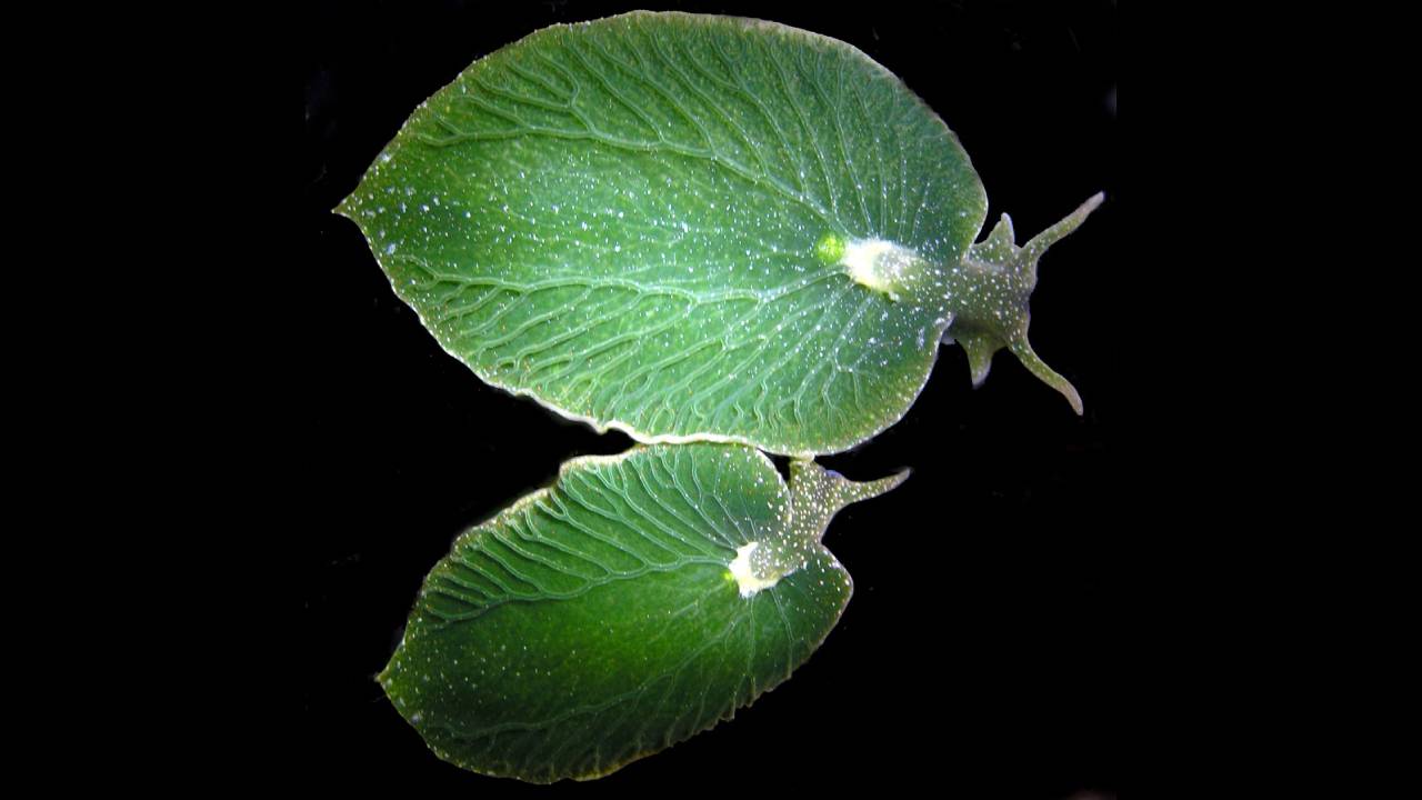 Babosa de mar con energía solar es el primer animal conocido en usar la fotosíntesis