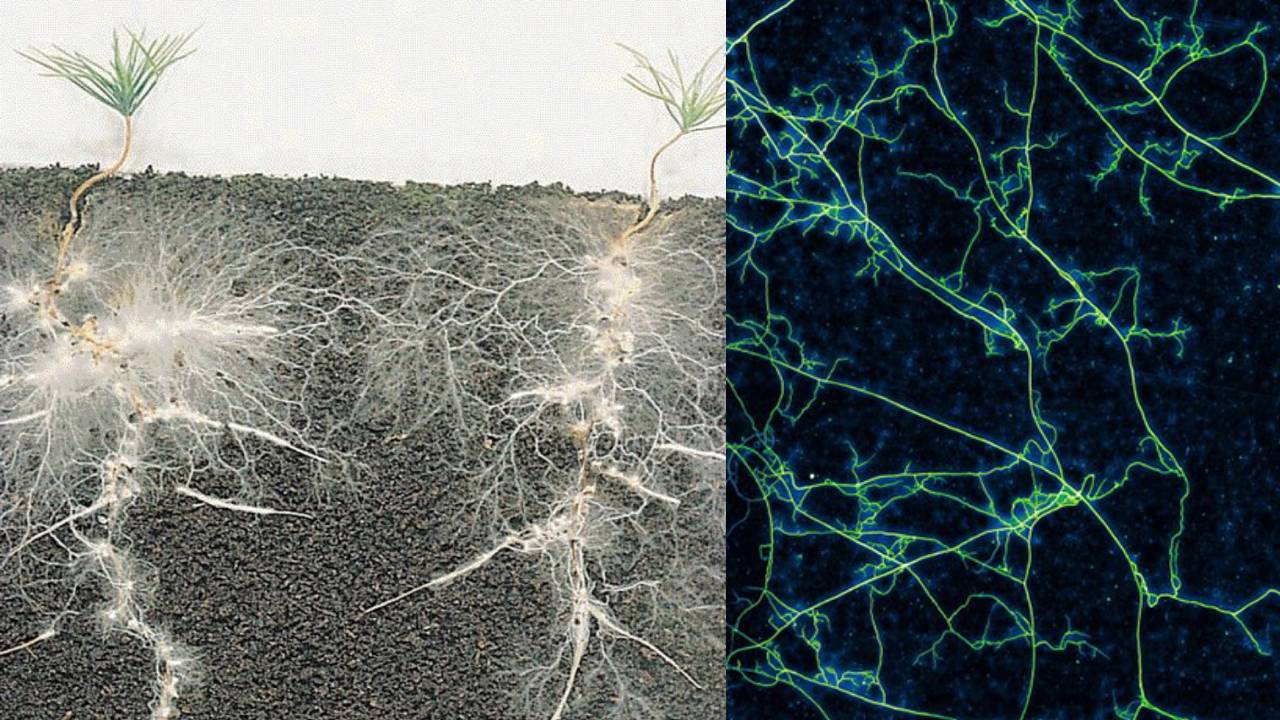 Las plantas se podrían sabotear entre sí a través de la misteriosa red de comunicación