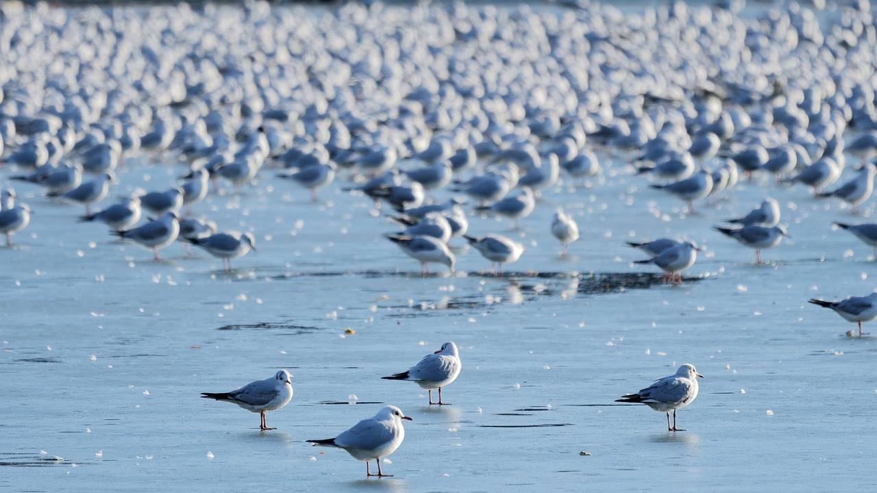 Ola de calor en el pacífico provoca la muerte de 4 millones de aves marinas