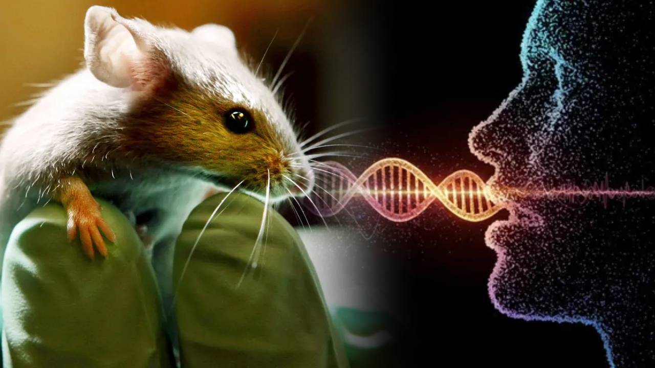 Científicos introducen un gen del lenguaje humano en ratones de laboratorio y cambian su voz