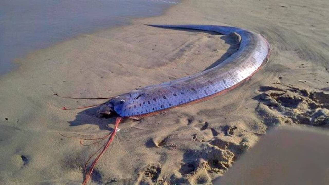 Pez remo aparece en playa mexicana y desata pánico en las redes sociales